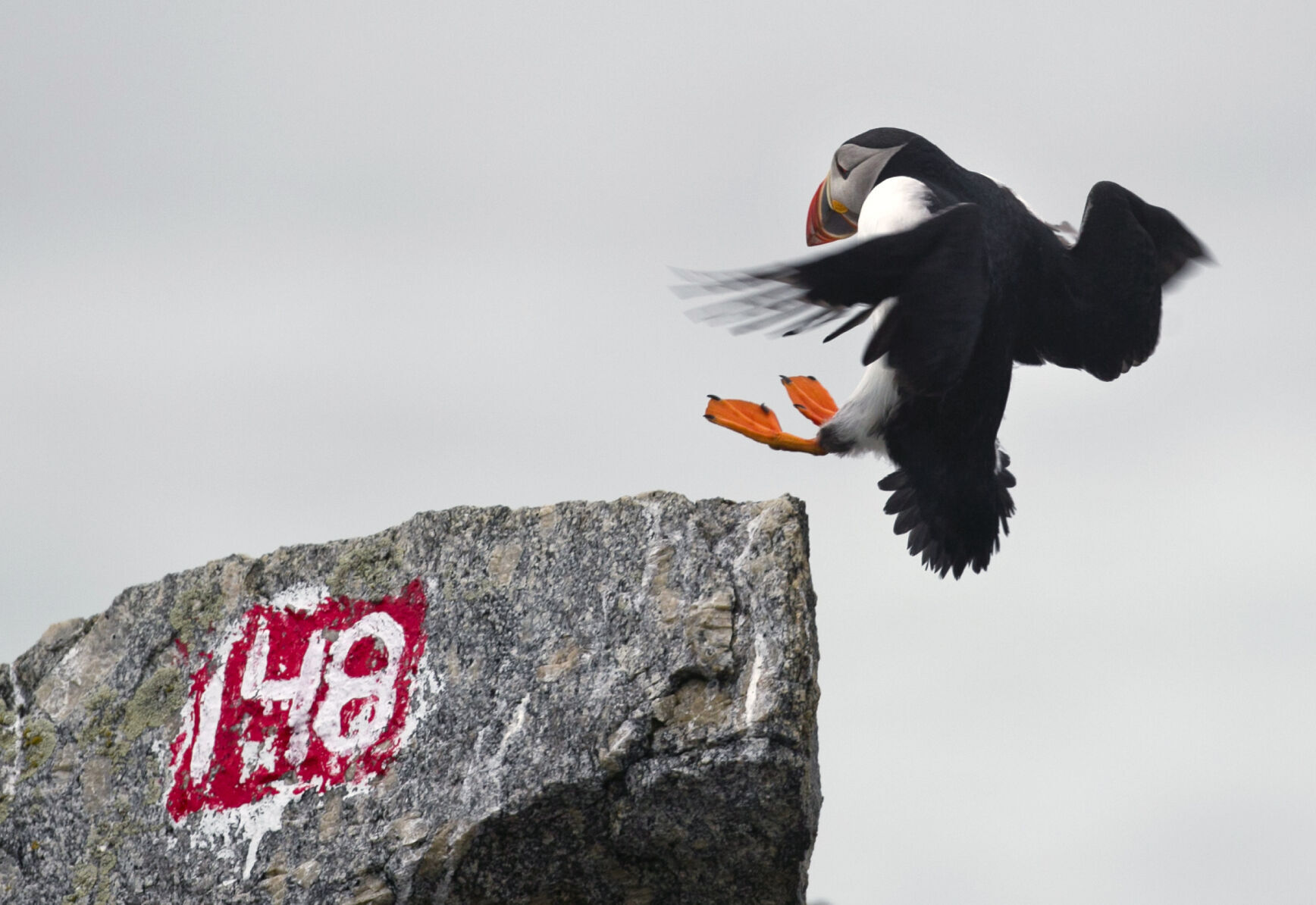 Puffins in Peril